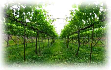 甲州ワインのブドウの木の写真